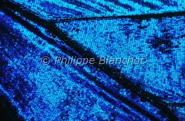 aile morpho vitrea.JPG - Gros plan, aile de Morpho vitreaMorpho bleuBlue Morpho wingLepidoptera, MorphidaeBrésil